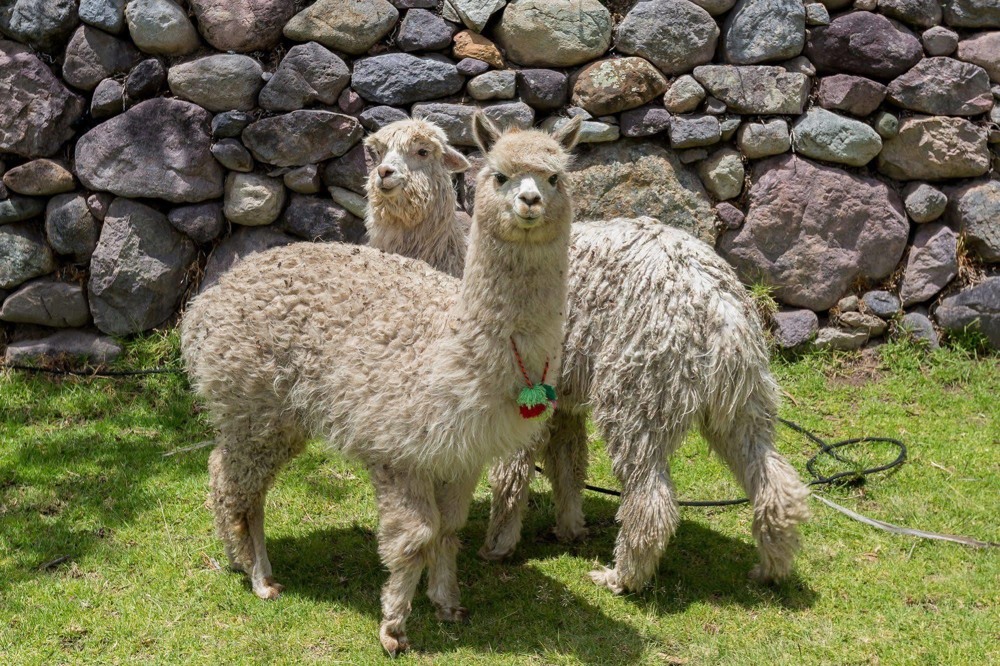 Hotel Hacienda Del Valle Urubamba Ngoại thất bức ảnh
